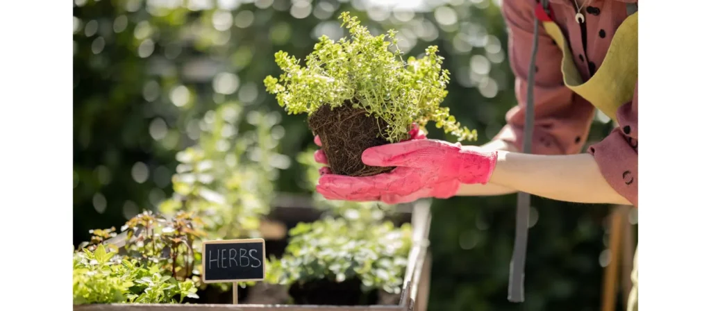 Herb Garden Care